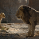 Image for article titled The dead-eyed new Lion King painfully illustrates the difference between cinema and video games